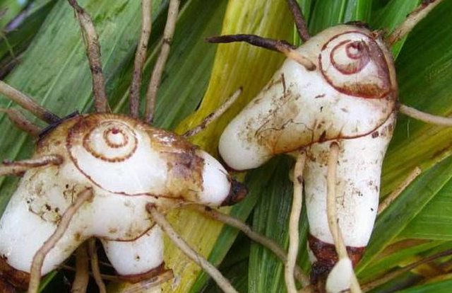 展示川白芷与杭白芷两种药材的外观对比,左侧为川白芷,右侧为杭白芷 白芷品种对比图