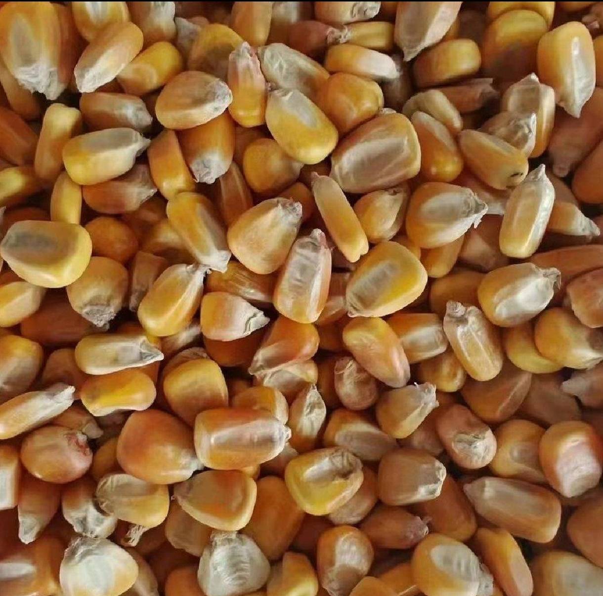 甜玉米特写,展示黄色果粒与饱满的玉米棒 甜玉米特写