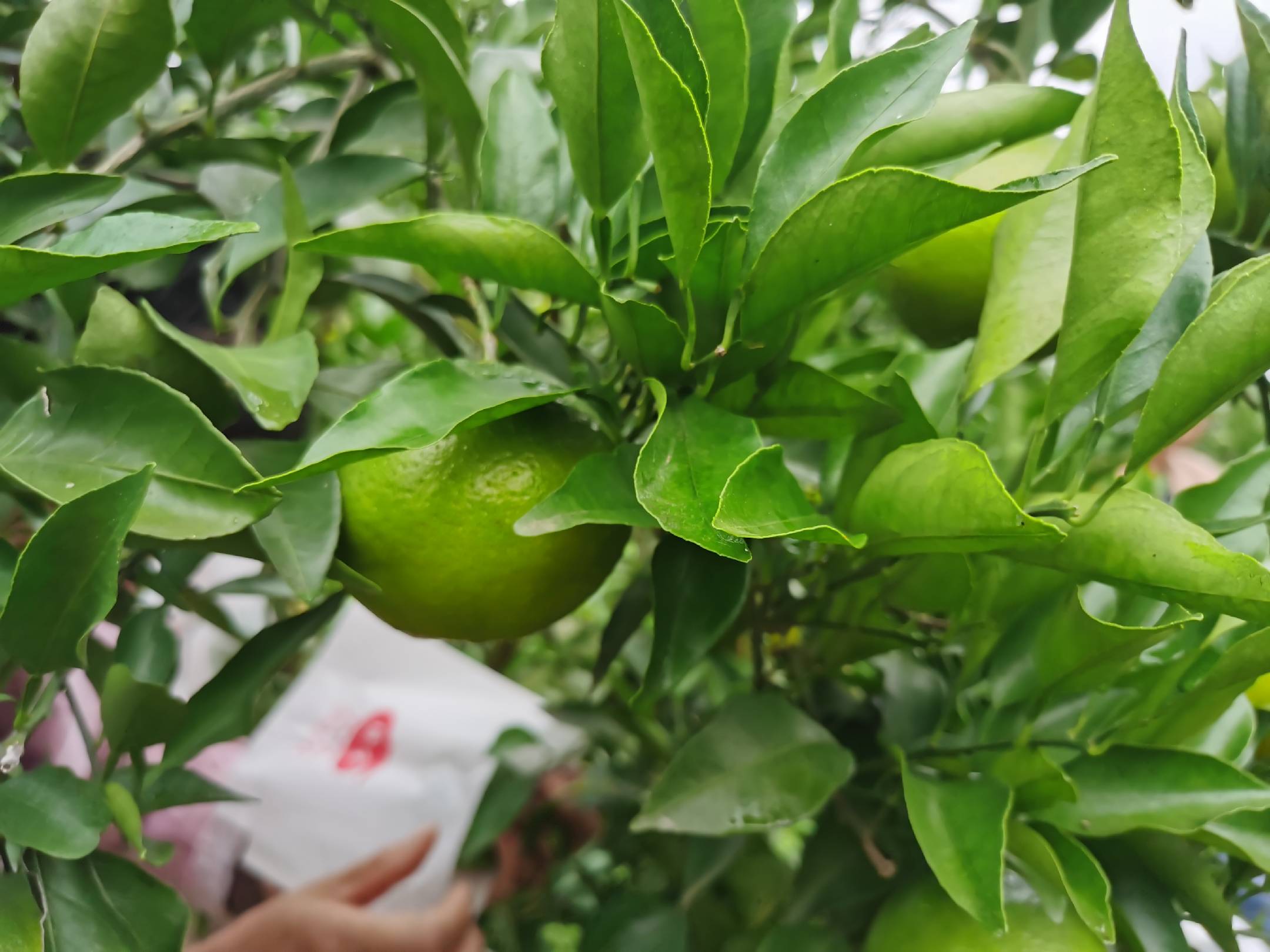 近景拍摄果农佩戴手套手工采摘已成熟的春见柑桔,果实呈橙黄色,表面有自然蜡质光泽,枝叶翠绿,背景中有其他正在工作的农户与运输筐,体现标准化采收流程 采摘工人正在果园中手工采摘成熟的资阳春见柑桔