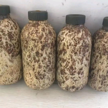 蜜环菌原种