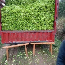 高山早熟儿菜，基地自销，货源充足，全国走车！