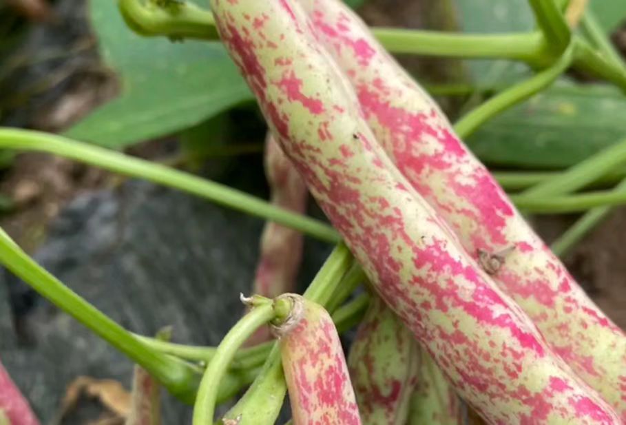 花芸豆与白芸豆外观对比图