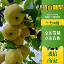 砀山酥梨商超品质万亩酥梨基地货源充足代发全国