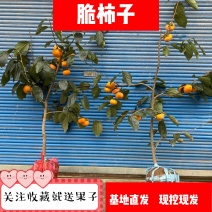 脆实习柿子树甜柿子