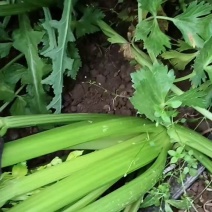 精品西芹，又大又绿，大量上市，大，中，小颗，