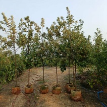 2310苗圃供应红花荷2-5cm袋苗林木树苗