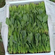 菠菜20-25公分原产地质量保证正常代发