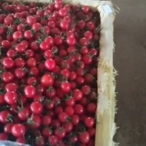 圣女果贝贝开始上市有意合作的联系。基地发货。