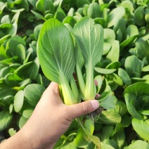 大棚精品油菜上海青产地直供全国可发可实地看货