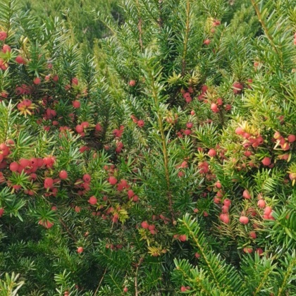 热门地区红豆杉行情