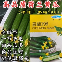 荷兰水果黄瓜种子硕源多福198小黄瓜迷你旱黄瓜春秋蔬菜种