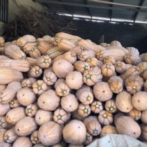 蜜本南瓜自家种植蜜本南瓜50亩，个头大、成色好。