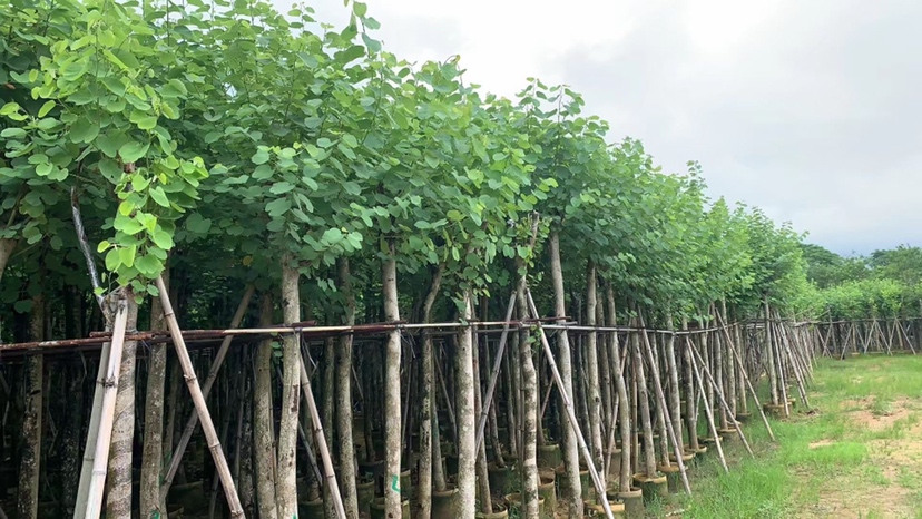 小叶紫檀种植基地实景图