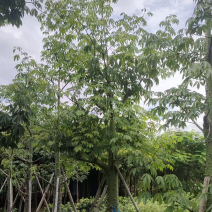 美人树