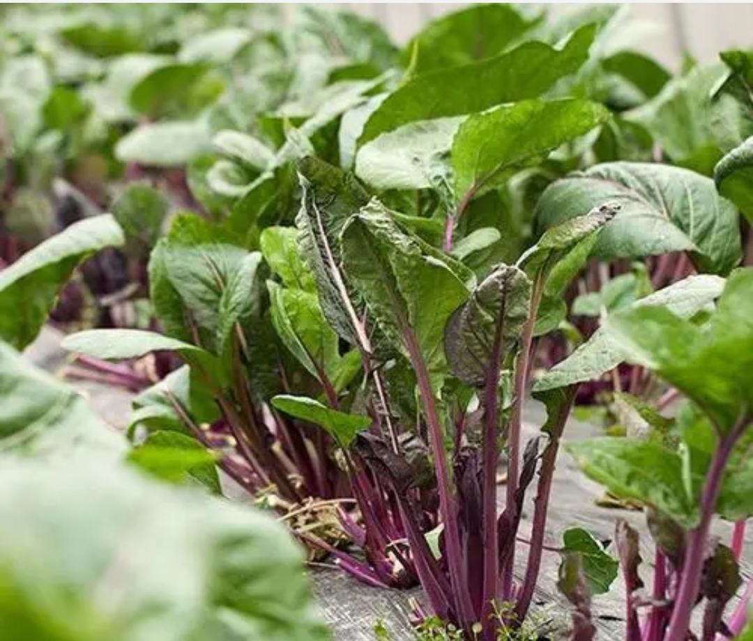 红菜苔田间成熟景象