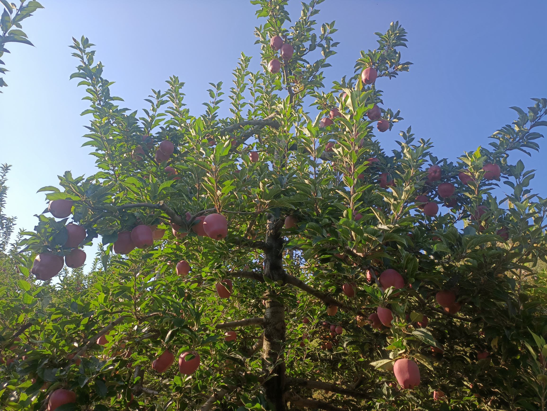 果农正在采摘成熟的天水苹果花牛,镜头聚焦于一颗全红高桩苹果,果面光滑有蜡质光泽,五棱分明,背景为清晨薄雾笼罩的山坡果园,体现原生态环境 采摘中的花牛苹果特写