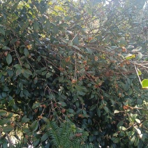 油茶根