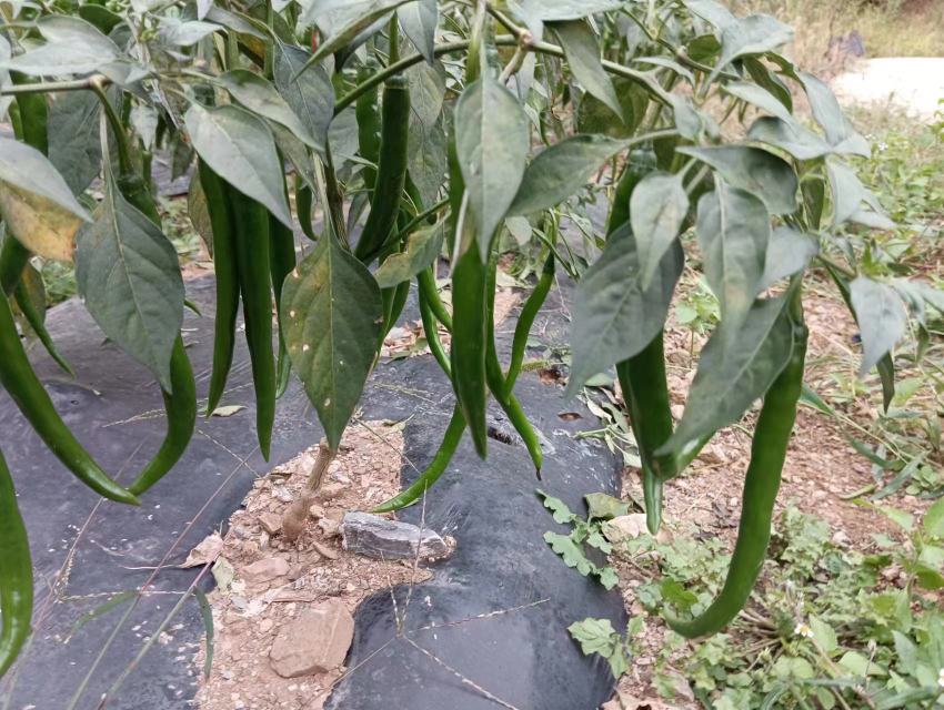线椒成熟果实特写