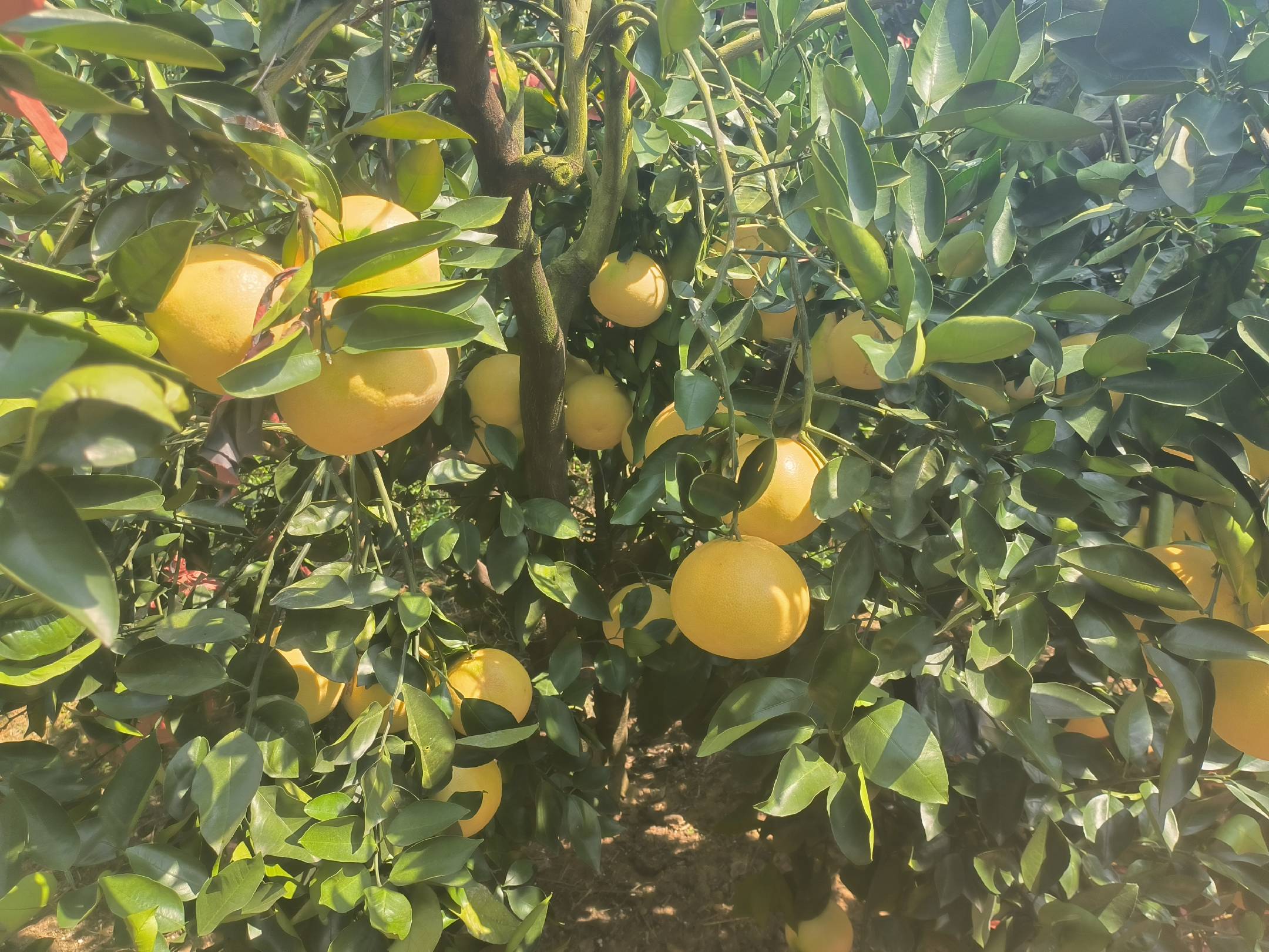 红蜜柚果实成熟图