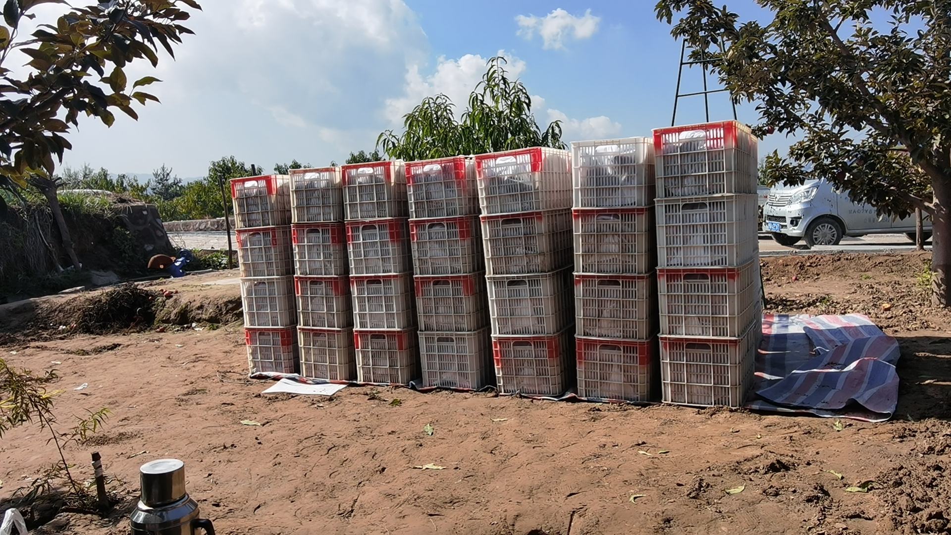 农民正在果园中采摘红星苹果,箩筐中堆满红彤彤的果实,一派丰收景象 红星苹果丰收场景