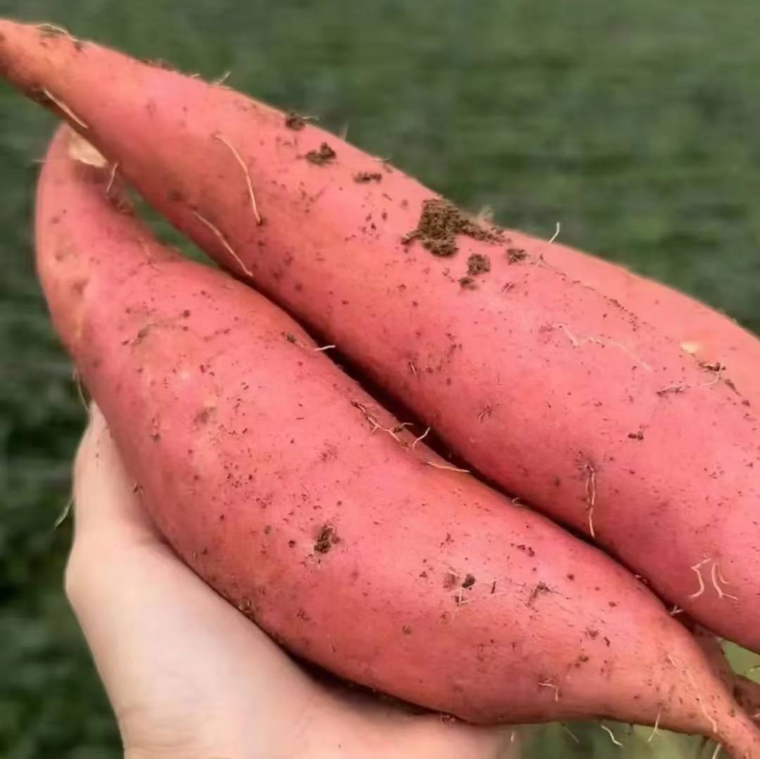 新鲜烟薯25在田间采摘的场景