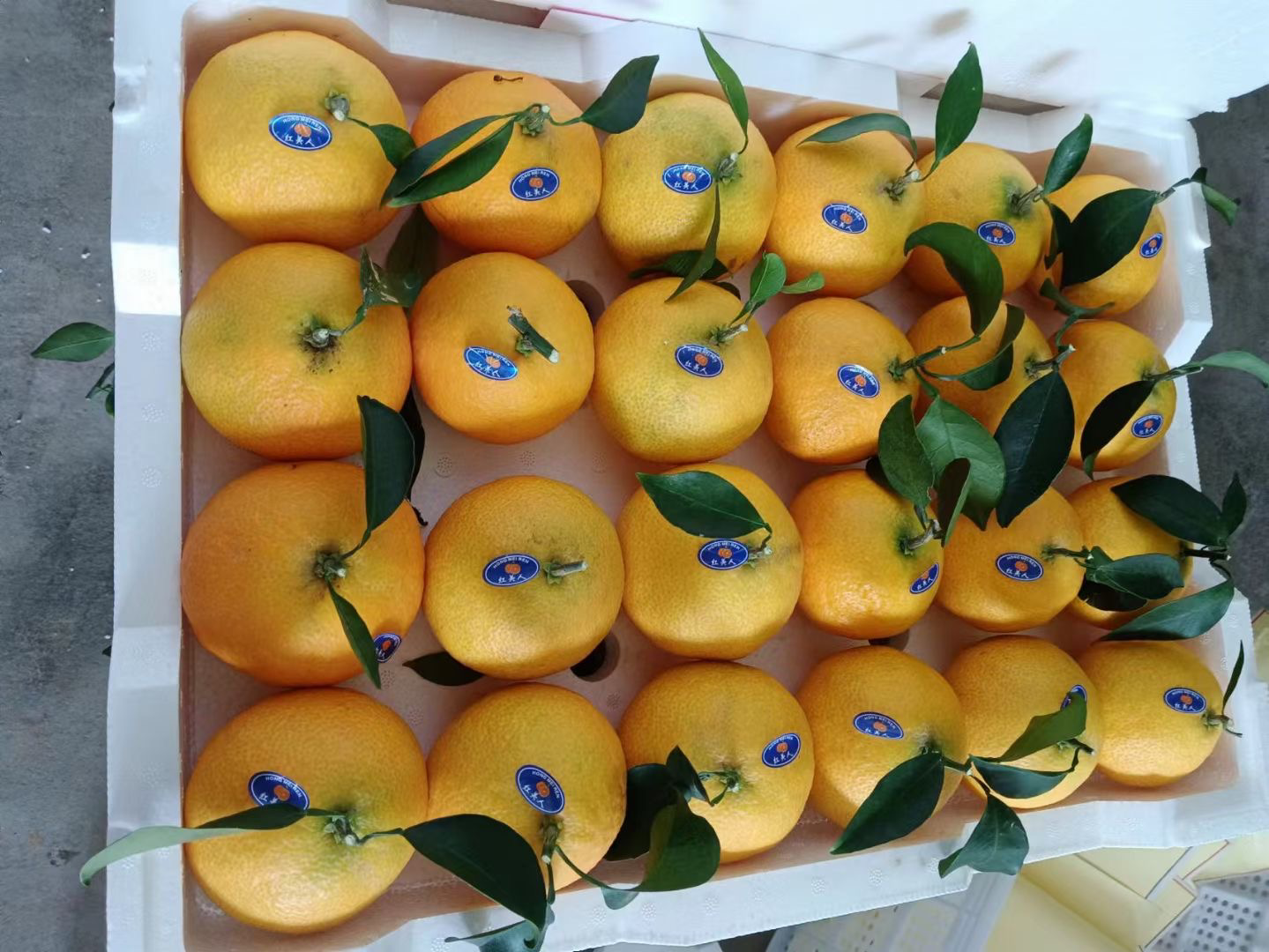 现代超市生鲜区的货架上整齐摆放着印有‘Florida Grapefruit’字样的透明礼盒装葡萄柚,每个盒子内含4–6个金黄色和粉红色混搭的葡萄柚,标签清晰标注产地、重量和有机认证标志,背景有顾客正在挑选 超市货架上陈列的进口葡萄柚礼盒