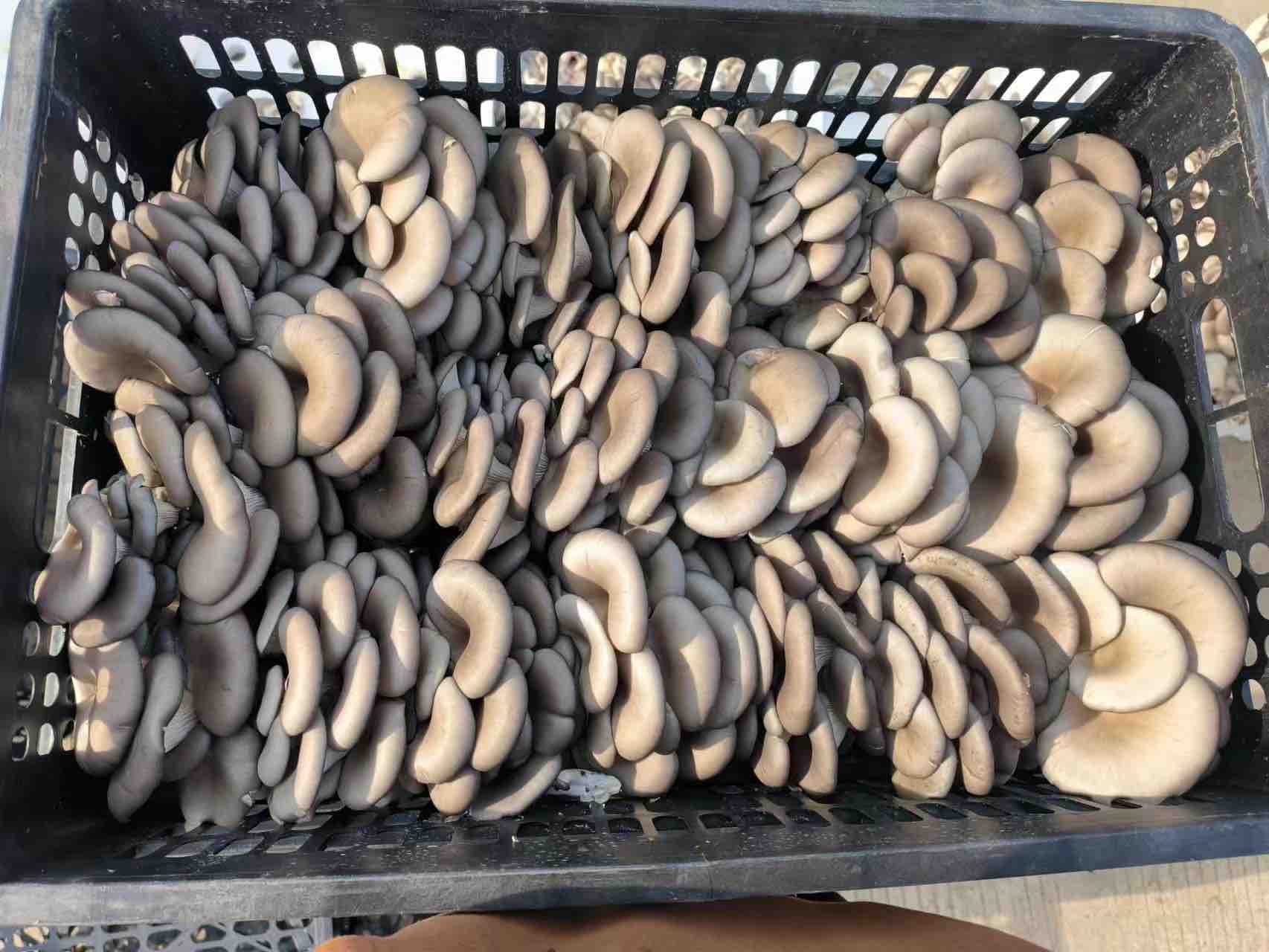 平菇深加工产品展示台