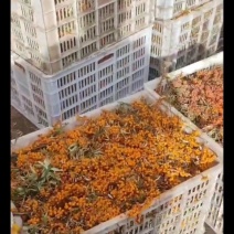 内蒙沙棘果