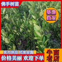 佛手种植基地，佛手嫁接苗，批发零售，欢迎定购