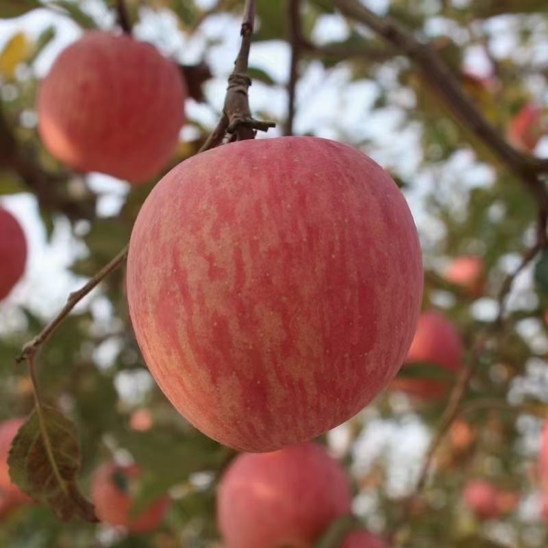 [红富士苹果批发]陕西黄土高原红富士价格6.00元/斤 - 一亩田