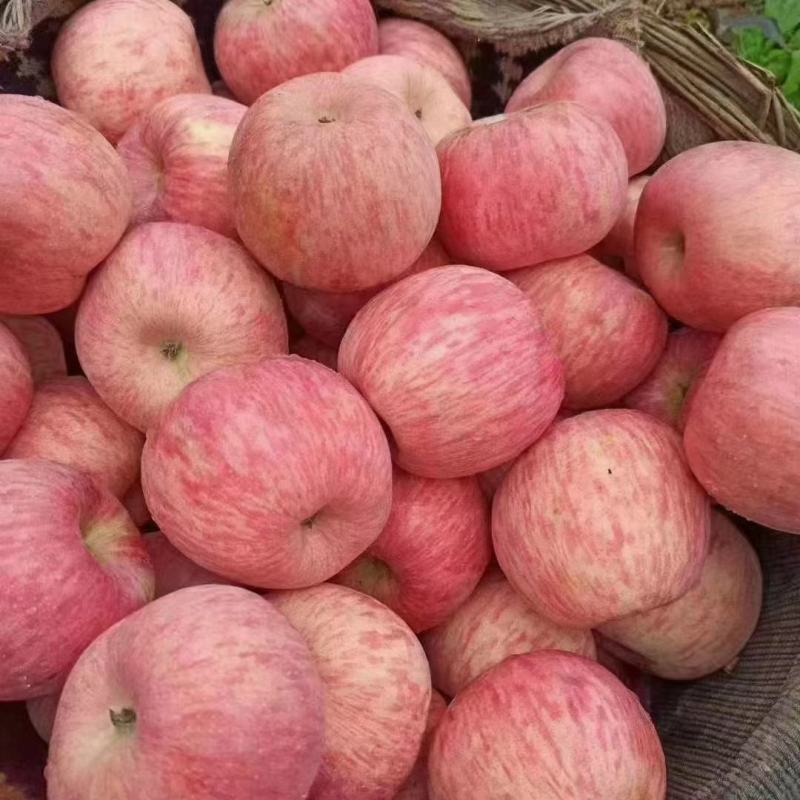 [红富士苹果批发]陕西黄土高原红富士价格6.00元/斤 - 一亩田