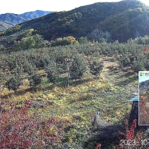 山槐