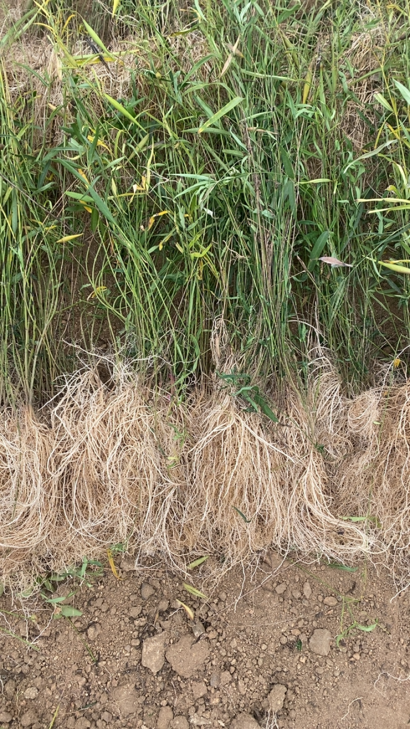 徐长卿全草,山东省泰安市新泰市汶南镇产地.