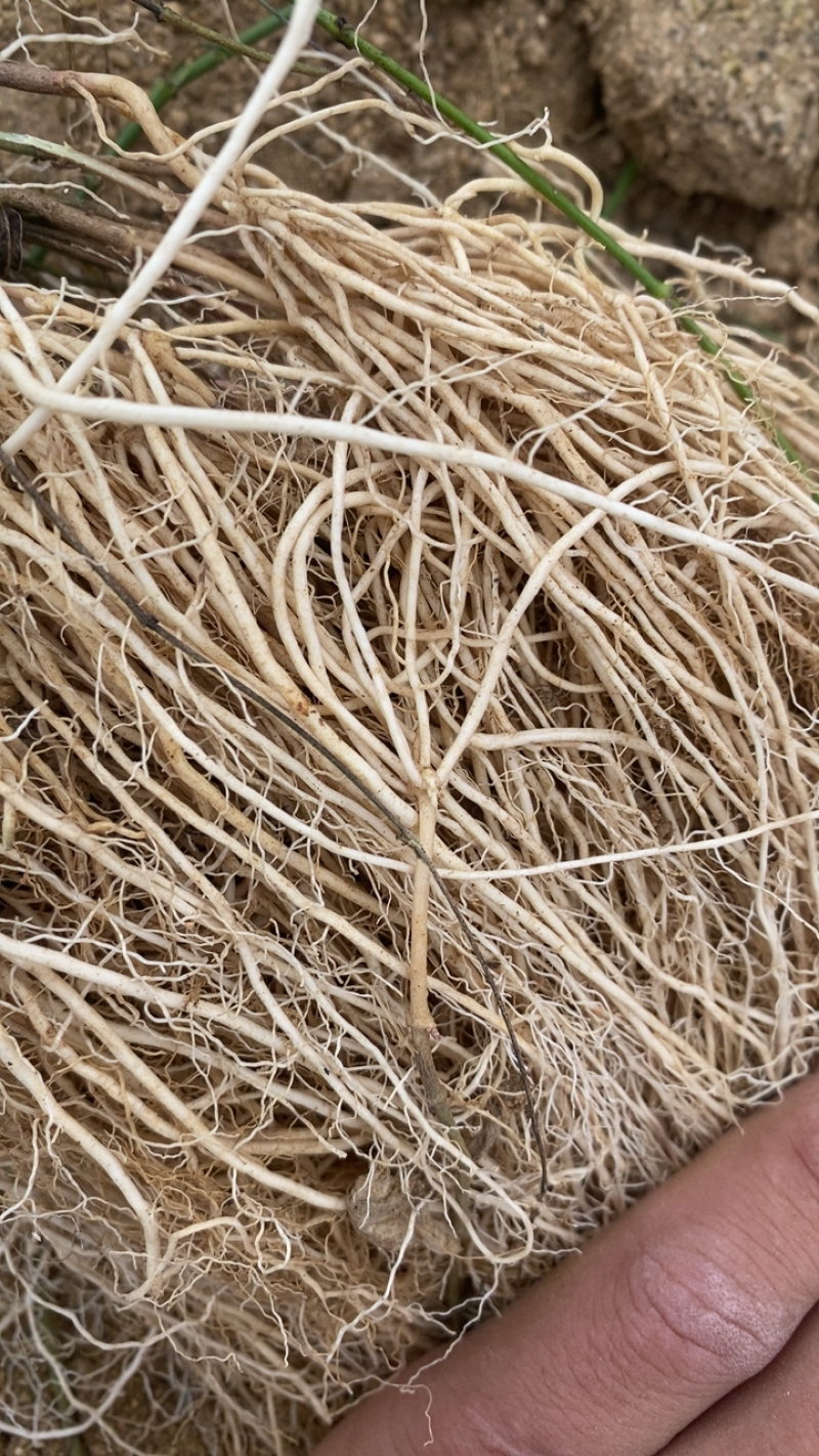 徐长卿全草,山东省泰安市新泰市汶南镇产地.