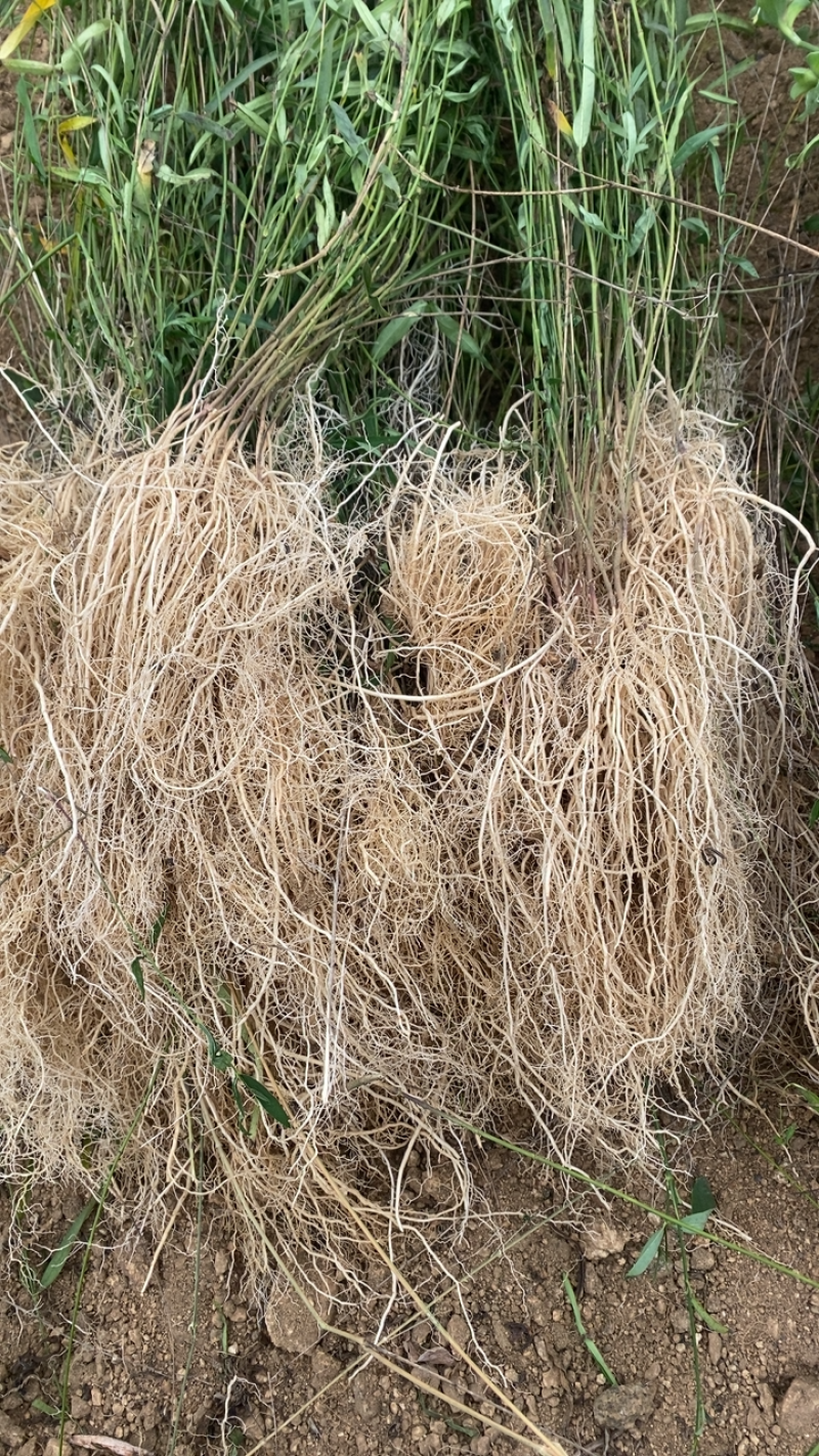 徐长卿全草,山东省泰安市新泰市汶南镇产地.