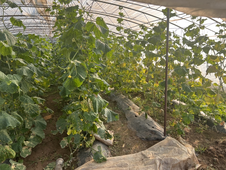 大棚内成排种植的旱黄瓜植株，藤蔓攀爬于黑色吊蔓钢丝上，叶片浓绿肥厚，主蔓结瓜率达85%以上，可见多条15–18cm长的浅绿色带白霜嫩瓜垂挂，地面覆盖银黑双色地膜，棚顶透光均匀，无明显病斑或萎蔫现象