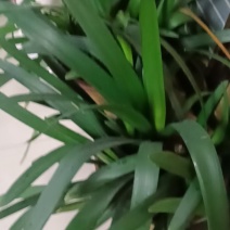 银杏果