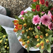 进口多色荷兰菊