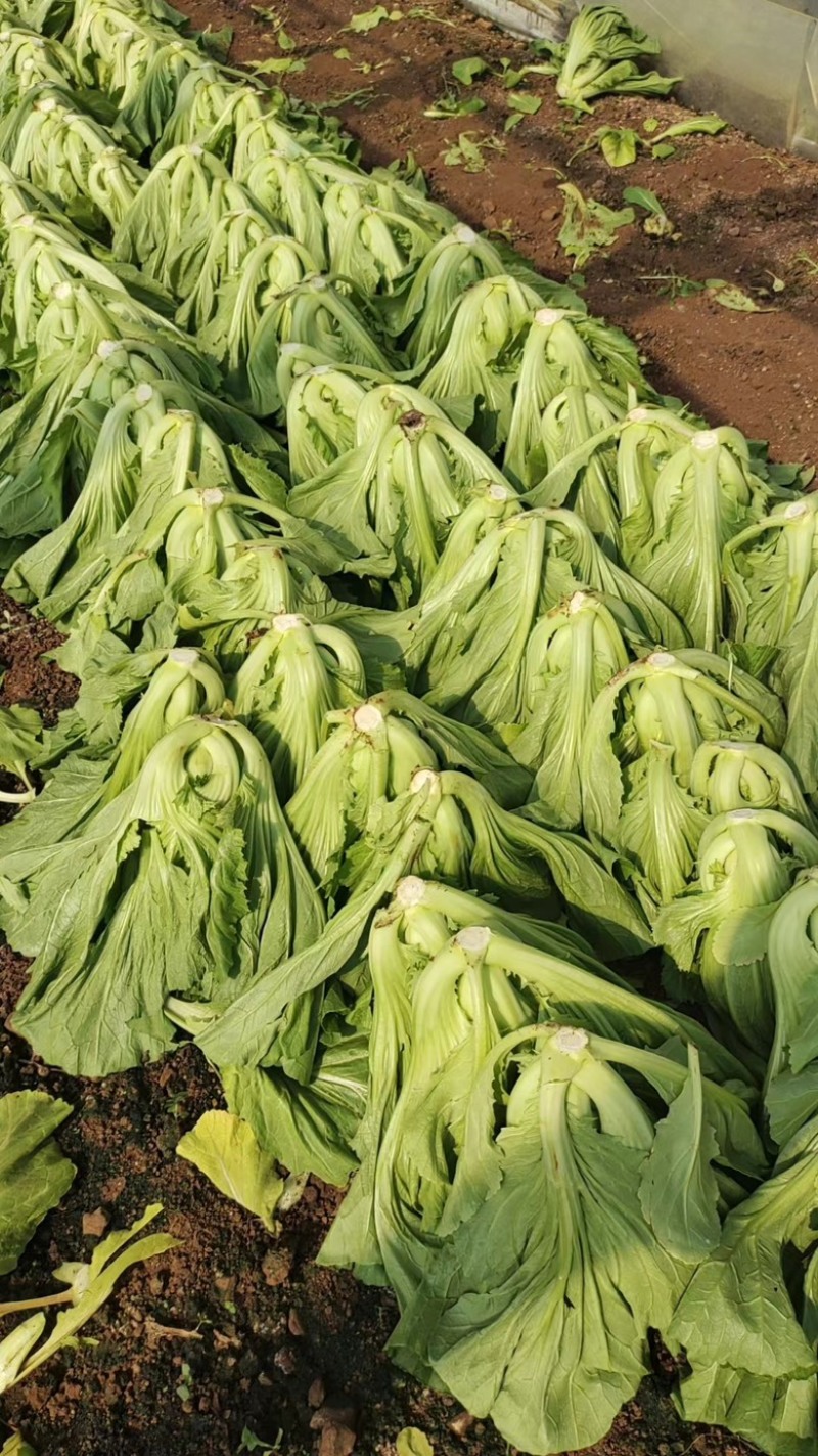 云南自家基地种植芥菜量大干净无杂不烧心规格齐全承接加工批发