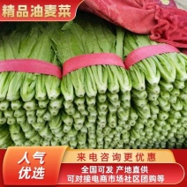 邯郸油麦菜大量供应暖棚油麦菜，产地直发一手货源