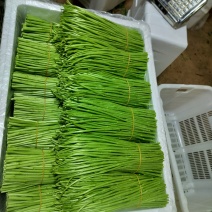 蔬菜黎蒿