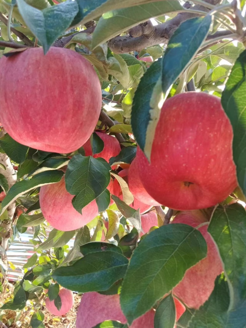 红富士苹果大量新鲜上市产地直发对接全国批发果好价优