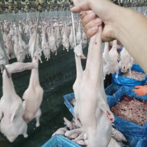 白条鸭