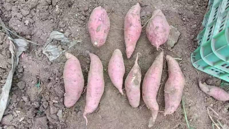 农民正在田间采收烟薯25,展示新鲜出土的薯块 烟薯25采收现场