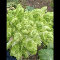 儿菜（抱子芥）