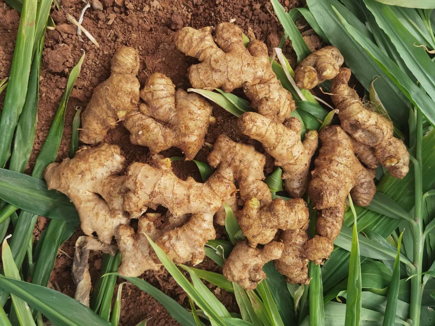 辽宁姜母种植基地航拍图,展示规模化种植场景,田地整齐,覆盖地膜 辽宁姜母种植基地航拍图