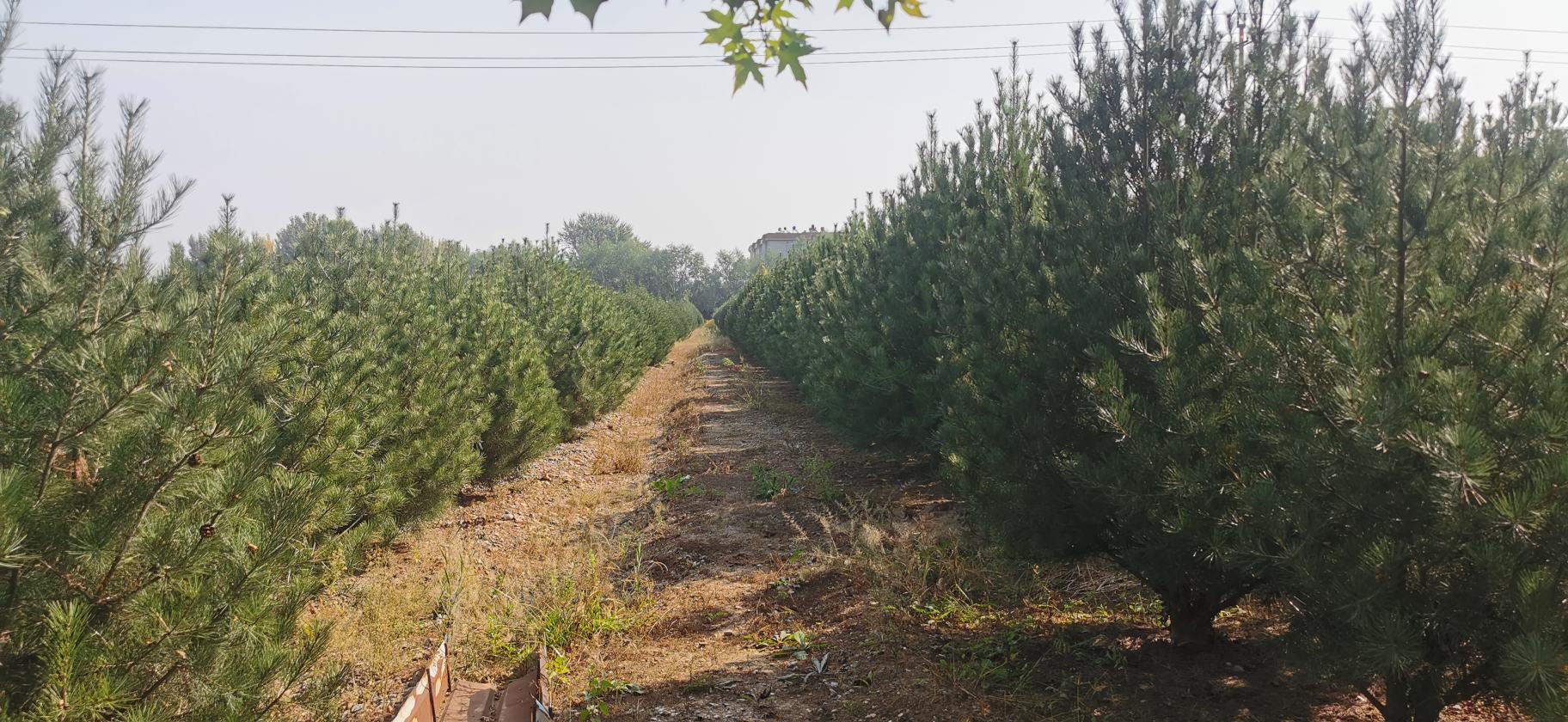 白皮松在园林中的应用