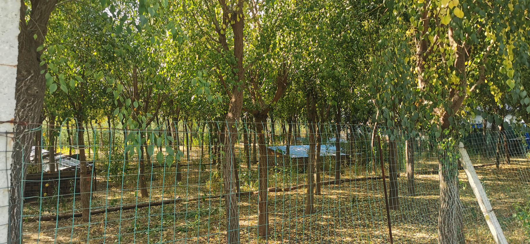 白皮松古树在山林中挺拔生长