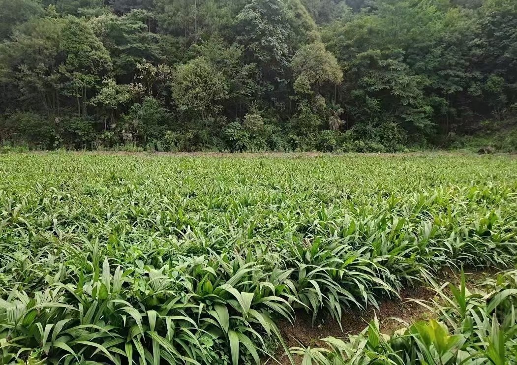 白蒿与红枣的组合