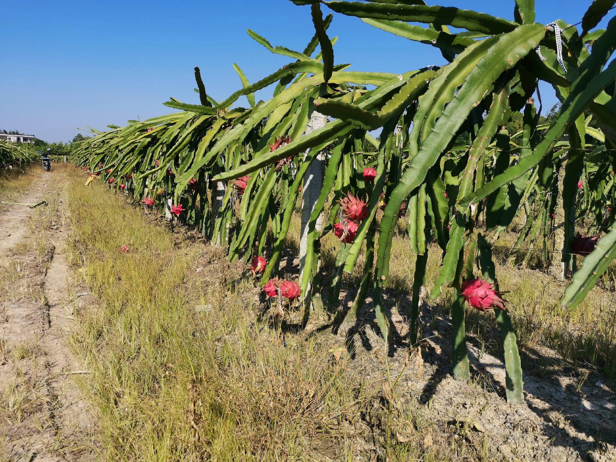 火龙果种植园实景图